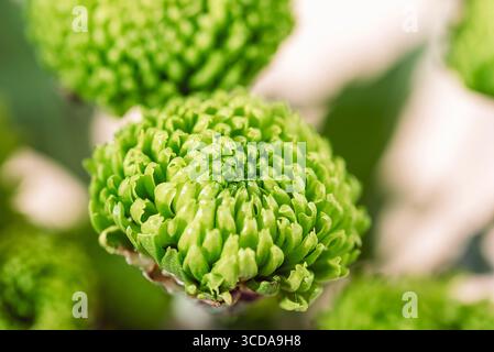Fleur de chrysanthème vert. Fond naturel, gros plan Banque D'Images