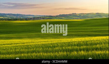 Des champs verdoyants s'étendent à travers la campagne toscane au printemps Banque D'Images