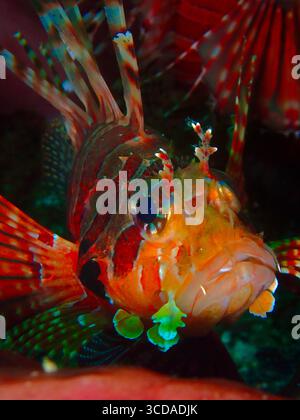 Gros plan d'un zèbre Dendrochirus, le poisson-lion nain Banque D'Images