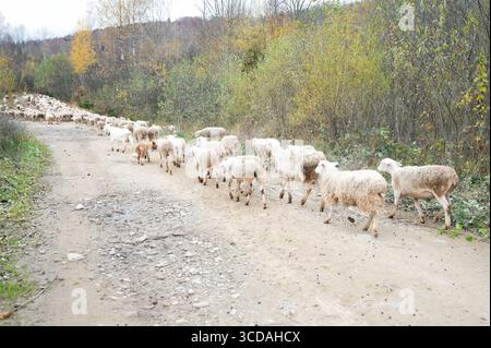 Un troupeau de moutons fait son chemin le long d'un chemin de terre sinueux, encadré par des arbres dorés et verts, tandis que la lumière tôt le matin projette une lueur paisible sur le Banque D'Images