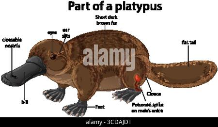 Illustration vectorielle d'un ornithorynque avec des caractéristiques anatomiques étiquetées, queue plate, pieds palmés et fourrure brune. Mise en page propre et éducative avec des étiquettes claires Illustration de Vecteur