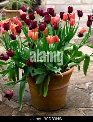 Gros plan sur les tulipes orange Jimmy Red et la tulipe violette Ronaldo poussant dans un pot de jardin en terre cuite au printemps. Banque D'Images