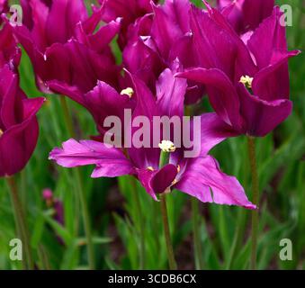 Gros plan sur les fleurs violettes du jardin de tulipe tulipa pourpre rêve à fleurs printanières. Banque D'Images