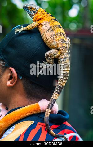 Le caméléon panthère, ou Furcifer pardalis, captif de Madagascar, en Afrique, repose sur la tête d'une personne. Banque D'Images