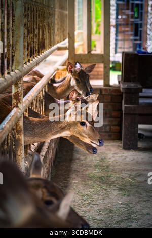 Cerfs gardés dans la cage dans un mini zoo. Banque D'Images
