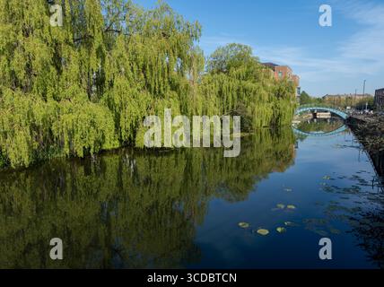 Des saules pleurants reflétés dans la rivière Foss, avec l'emblématique pont bleu Monk en arrière-plan, York, Banque D'Images