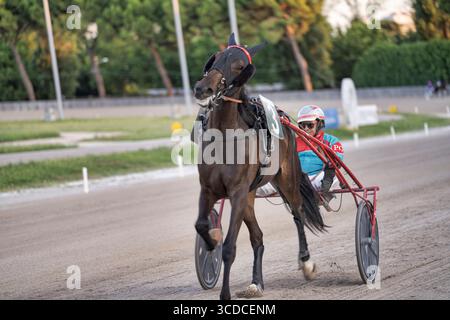 Padoue, italie 18 juillet 2025, cheval avec jockey en compétition dans une compétition de course attelée sur un circuit Banque D'Images
