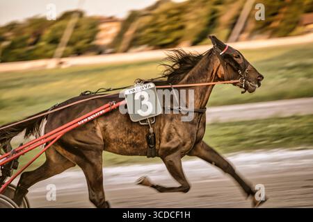 Padoue, italie 18 juillet 2025, cheval brun courant sur piste lors d'une compétition de courses attelées à padoue, italie Banque D'Images