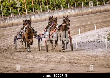 Padoue, italie 18 juillet 2025, groupe de chevaux et jockeys en compétition dans des courses attelées sur une piste de sable Banque D'Images