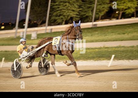 Padoue, italie 18 juillet 2025, cheval avec jockey en compétition de course attelée la nuit Banque D'Images