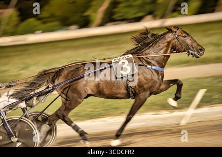 Padoue, italie 18 juillet 2025, cheval numéro 3 courant sur la piste lors d'une compétition de courses attelées à padoue Banque D'Images