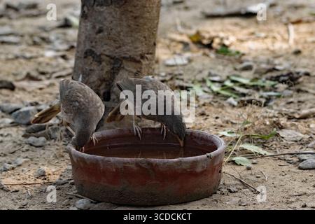 Paire de Jungle Babbler (Argya striata) buvant dans un bol d'eau brune Banque D'Images