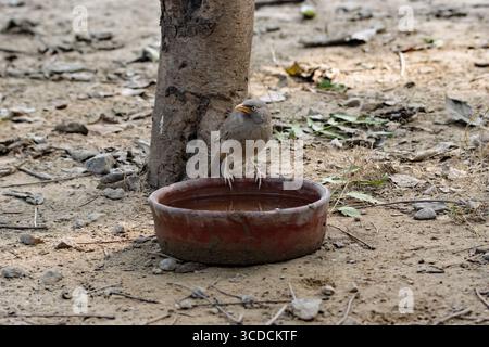 Single Jungle Babbler (Argya striata) buvant dans un bol d'eau brune Banque D'Images