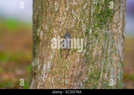 Une cigale se trouve sur un arbre lors d'une chaude journée d'été, gros plan. Ralenti. Corée Banque D'Images