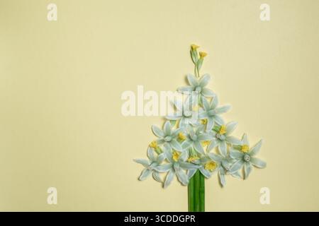 Arbre de Noël créatif de fleurs blanches sur un fond jaune clair. Concept de fleurs arbre de Noël et espace de copie. Espace de pose et de copie à plat Banque D'Images
