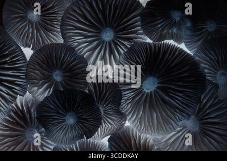 Chapeaux inversés de champignons sauvages de couleur noire. Arrière-plan de macro abstrait. inversion des couleurs Banque D'Images