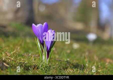 Crocus violette (Crocus neapolitanus), deux fleurs côte à côte dans le parc, printemps, Siegen, Rhénanie du Nord-Westphalie Banque D'Images