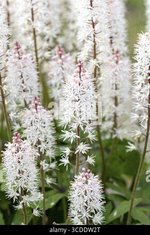 Fleur en mousse (Tiarella 'Spring Symphony'), Droessler, Allemagne Banque D'Images