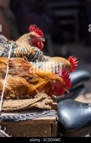 têtes de poulet vivant attachées à l'arrière d'un vélo allant au marché Banque D'Images