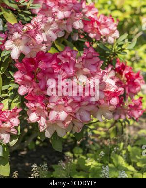 Rhododendron (Rhododendron 'Park Bremen'), Rhodo 2014, Allemagne Banque D'Images