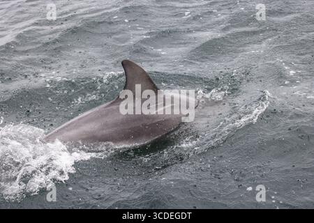 Grand dauphin commun Tursiops truncatus, baignade adulte, rivière Helford, Cornouailles, Royaume-Uni, Julyq Banque D'Images
