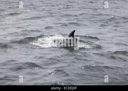 Grampus griseus, dauphin de Risso, nage adulte, Falmouth Bay, Cornouailles, Royaume-Uni, juillet Banque D'Images