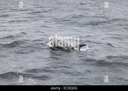 Grampus griseus, dauphin de Risso, nage adulte, Falmouth Bay, Cornouailles, Royaume-Uni, juillet Banque D'Images