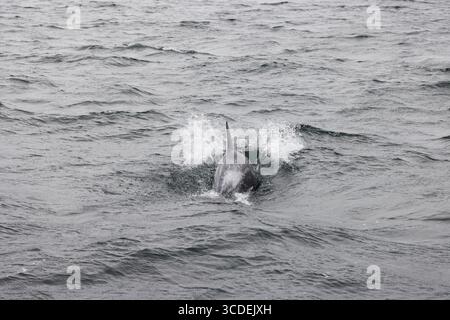Grampus griseus, dauphin de Risso, nage adulte, Falmouth Bay, Cornouailles, Royaume-Uni, juillet Banque D'Images