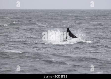 Grampus griseus, dauphin de Risso, saut adulte, Falmouth Bay, Cornouailles, Royaume-Uni, juillet Banque D'Images