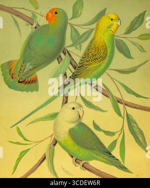 RED-HEAD LOVE-BIRD, MADAGASCAR LOVE-BIRD, Grass PARRAKEET OU BUDGERIGAR ou Budgie tiré du livre illustré des canaris et des oiseaux de cage, britanniques et étrangers par Blakston, W. A. ; Swaysland, W. ; Wiener, août F date de publication 1878 Banque D'Images