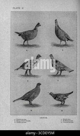 Plaque II grouse 4. Prairie-Grouse. 5. Heath-hen. 6. Tétras à queue tranchante. 7. Gétras froissés. 8. Tétras sombre. 9. Canada-Grouse. Tiré de notre jeu à plumes ; un manuel des oiseaux de gibier nord-américain par Huntington, Dwight Williams, publié en 1903 Banque D'Images