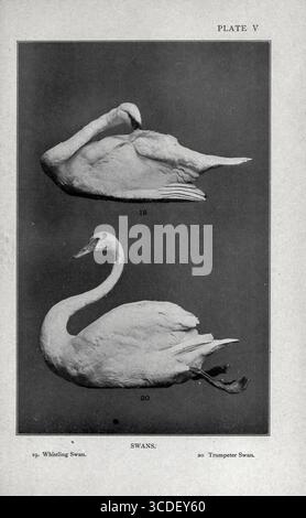 CYGNES de la plaque V : 19. Siffler Swan. 20. Trumpeter Swan. Tiré de notre jeu à plumes ; un manuel des oiseaux de gibier nord-américain par Huntington, Dwight Williams, publié en 1903 Banque D'Images