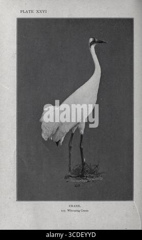 Plaque XXVI GRUE 117. Grue blanche (Grus americana) de notre gibier à plumes ; un manuel des oiseaux de gibier nord-américain par Huntington, Dwight Williams, publié en 1903 Banque D'Images