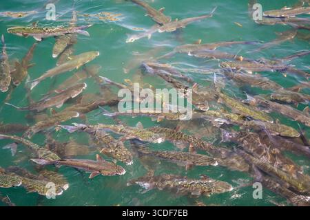 Grand groupe de poissons nageant près de la surface dans l'eau verte claire. Banque D'Images