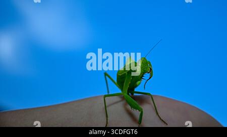 Européenne Mantis Mantis religiosa debout sur une main avec fond de ciel bleu. Banque D'Images