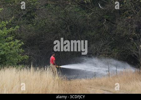 Les pompiers de la London Fire Brigade (LFB) mouillent des arbres après un incendie dans les plaines de Wanstead, au nord-est de Londres. La quatrième vague de chaleur de l'été se poursuivra avec des températures qui devraient grimper à 34 °C dans certaines parties de l'Angleterre. Date de la photo : mercredi 13 août 2025. Banque D'Images