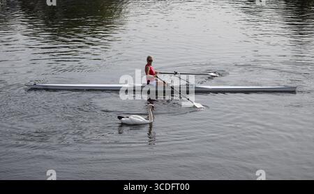 Un rameur et un cygne muet sur la rivière Avon, Stratford-upon-Avon, Warwickshire, Royaume-Uni Banque D'Images