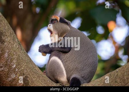 Le singe de Brazza (Cercopithecus negectus) au Centre d'éducation de la faune sauvage de l'Ouganda à Entebbe Banque D'Images