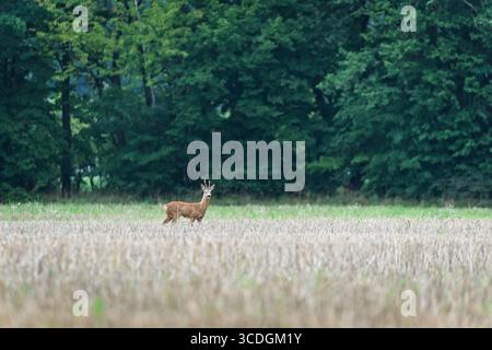 Chevreuil européen (Capreolus capreolus) broutant dans l'herbe verte, mammifère sauvage, vue de côté, comportement alimentaire Banque D'Images