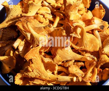 Vue de dessus de champignons chanterelles orange éclatants empilés ensemble dans un bol bleu, mettant en valeur leurs textures et formes uniques, leur utilisation culinaire et leur photo culinaire Banque D'Images