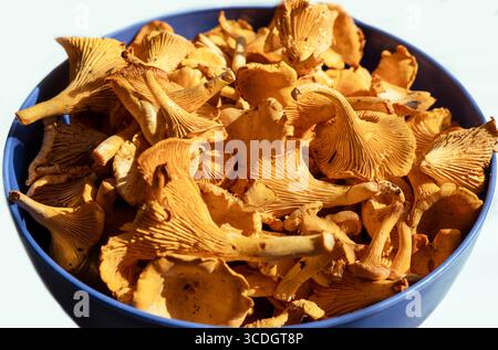 Champignons chanterelles orange vibrants empilés dans un bol bleu, mettant en valeur leurs textures et formes uniques, parfaits pour une utilisation culinaire et des plats gastronomiques, C Banque D'Images