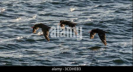 Les huîtres noirs (Haematopus bachmani) volent près d'East point sur l'île Saturna, Colombie-Britannique, Canada. Banque D'Images