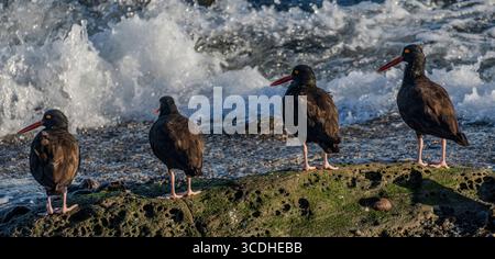 Huîtres noires (Haematopus bachmani) sur la rive à East point sur l'île Saturna, Colombie-Britannique, Canada. Banque D'Images