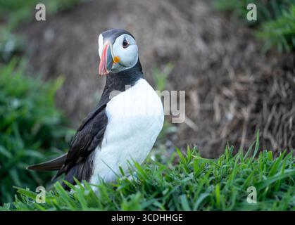 Portrait en gros plan d'un macareux de l'Atlantique (Fratercula arctica) avec un bec orange vif, debout dans l'herbe verte pendant la saison de reproduction estivale, détaillé Banque D'Images