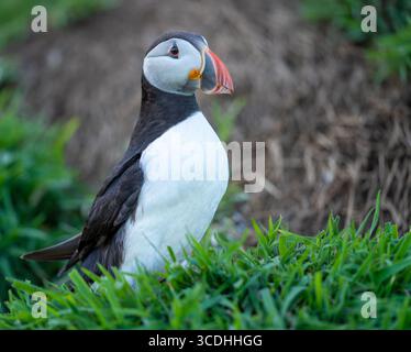 Portrait en gros plan d'un macareux de l'Atlantique (Fratercula arctica) avec un bec orange vif, debout dans l'herbe verte pendant la saison de reproduction estivale, détaillé Banque D'Images