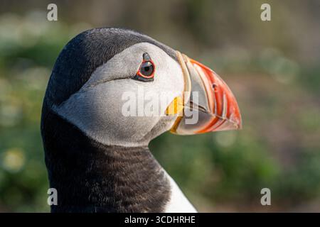 Portrait en gros plan d'un macareux de l'Atlantique (Fratercula arctica) avec un bec orange vif Banque D'Images