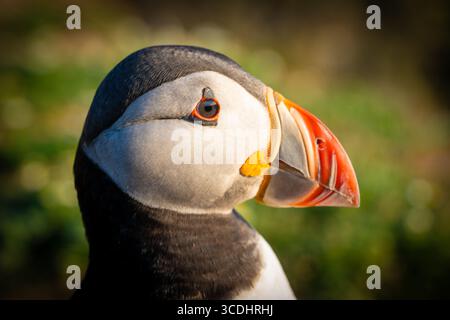 Portrait en gros plan d'un macareux de l'Atlantique (Fratercula arctica) avec un bec orange vif Banque D'Images