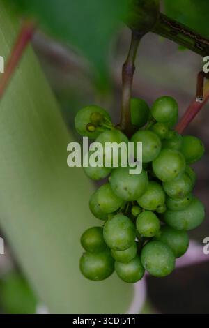 Petit bouquet de raisins robustes Vitis Brant mûrissant sur allotissement au Royaume-Uni Banque D'Images