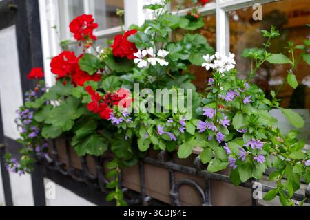 Pélargoniums rouges et blancs (géraniums) et pourpre Scaevola aemula dans un planteur. Les fleurs sont luxuriantes et abondantes, débordant sur le bord. La fenêtre Banque D'Images