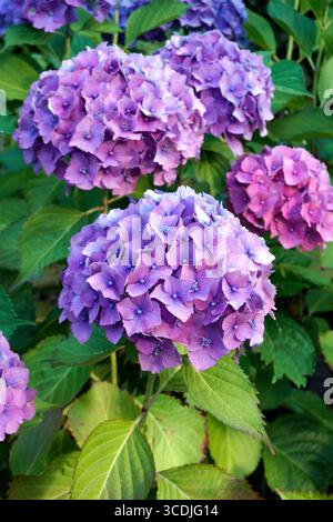 Gros plan de plusieurs fleurs d'hortensia violet clair Banque D'Images